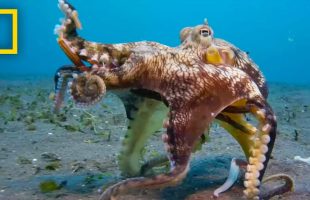 🔴 LIVE: Octopus Super Powers | Secrets of the Octopus (S1 FULL EPISODES) | National Geographic