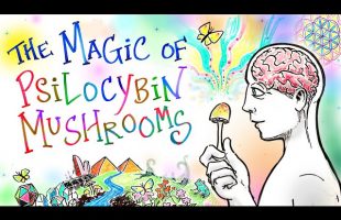 The Magic of Mushrooms – A Psilocybin Renaissance