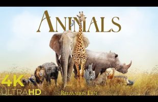 Animals 4K • Relaxation Film with Peaceful Music | Nature 4K Relaxation Film