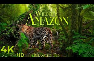 Amazon Wildlife 4K • Rainforest Relaxation Film with Peaceful Music | Nature 4K Ultra HD