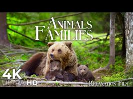 Cute Animal Families 4K • Relaxation Film with Peaceful Music | Nature 4K Ultra HD