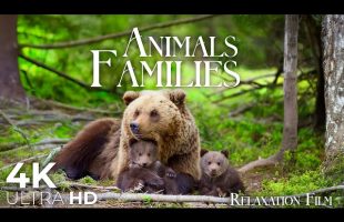Cute Animal Families 4K • Relaxation Film with Peaceful Music | Nature 4K Ultra HD