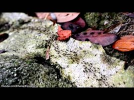 Terence Mckenna Rimshots #129 – A Co-Incidence Is …