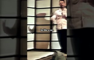 Alan Watts – Like a Cat