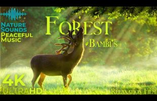 Enchanted Forest 4K 🦌 | Relaxation Film with Nature Sounds & Peaceful Music | Ultra HD