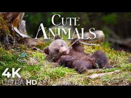 Cute Baby Animals 🐻 4K – Relaxation Film with Peaceful Relaxing Music and Animals Video Ultra HD