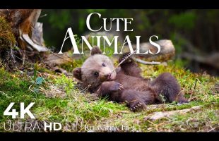 Cute Baby Animals 🐻 4K – Relaxation Film with Peaceful Relaxing Music and Animals Video Ultra HD