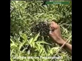 Dr. Sebi on Elderberries