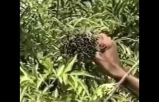 Dr. Sebi on Elderberries