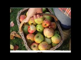 March’s Seasonal Fruits and Vegetables