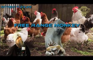 SITREP 11.23.22 – Free Range Monkey
