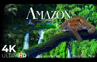 Amazon Rainforest in 4K • Our Planet & Beautiful Relaxing Music, Stress relief by Relaxation Film
