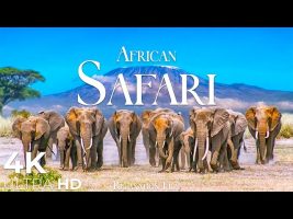 African Safari 4K • Wildlife Relaxation Film | Nature 4K Ultra HD