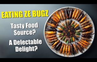 Eating the Bugz… So YOU don’t have to!