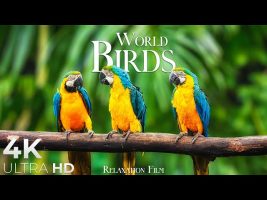 World Birds 4K • Relaxation Film with Peaceful Piano Music | 4K Ultra HD