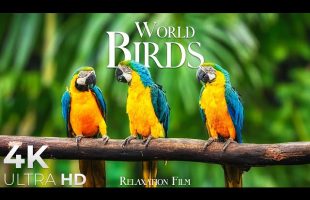 World Birds 4K • Relaxation Film with Peaceful Piano Music | 4K Ultra HD