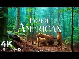 FOREST 4K 🌲 American Nature Relaxation Film – Peaceful Relaxing Music – 4k Video UltraHD