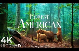 FOREST 4K 🌲 American Nature Relaxation Film – Peaceful Relaxing Music – 4k Video UltraHD