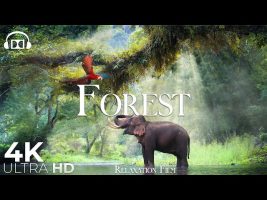 Forest 4K 🐘 Rainforest Relaxation Film – Peaceful Relaxing Music – Nature 4k Video UltraHD