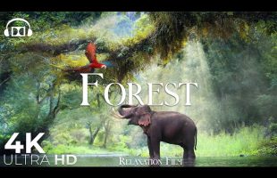 Forest 4K 🐘 Rainforest Relaxation Film – Peaceful Relaxing Music – Nature 4k Video UltraHD