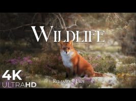Wildlife Animals Relaxation Film 4K – Peaceful Relaxing Music – 4k Video UltraHD