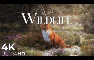 Wildlife Animals Relaxation Film 4K – Peaceful Relaxing Music – 4k Video UltraHD