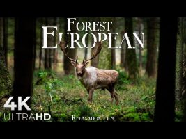 Forest 4K 🦌 European Nature Relaxation Film – Video Ultra HD