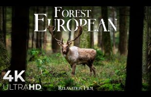 Forest 4K 🦌 European Nature Relaxation Film – Video Ultra HD