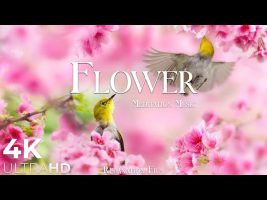 Flower 4K Nature Relaxation Film – Healing and Meditation Music