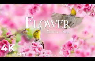 Flower 4K Nature Relaxation Film – Healing and Meditation Music