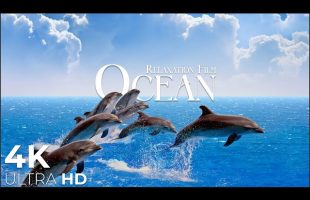 The Ocean 4K – Relaxation Film – Peaceful Relaxing Music – 4k Video UltraHD