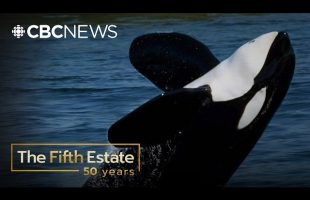 The true story behind the whale made famous by Free Willy (2002) | The Fifth Estate