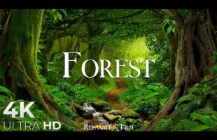 Forest 4K • Nature Relaxation Film • Peaceful Relaxing Music • 4k Video UltraHD