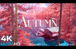 Autumn Melodies – Relaxation Film 4K – Peaceful Relaxing Music – Nature 4k Video UltraHD