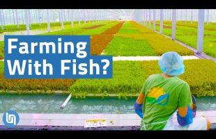Is Aquaponics the Future of Agriculture?