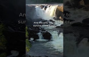 Alan Watts – Zen Bones pt 2