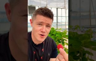 This Video Grows STRAWBERRIES