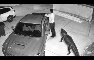 Wild Animals Invading Cities Caught on Camera