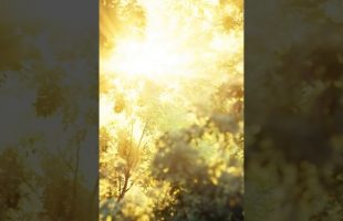 Alan Watts – Serious Matter