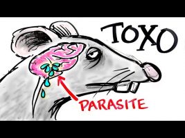 Toxoplasma – The Parasite That Turns FEAR Into DESIRE