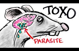 Toxoplasma – The Parasite That Turns FEAR Into DESIRE