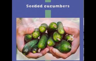 Summer’s Seasonal Fruits and Vegetables