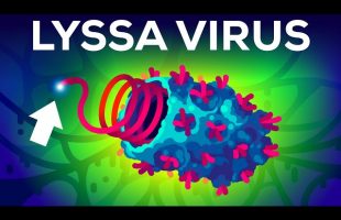The Deadliest Virus on Earth