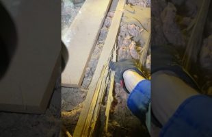 Termites turn home to paper