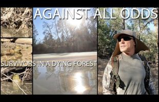 Against All Odds, Survivors In A Dying Forest