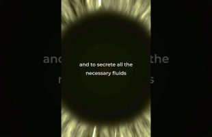 Alan Watts – Scope of Attention