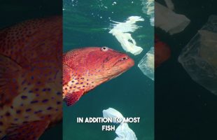 STOP EATING FISH!! 🐟🤢