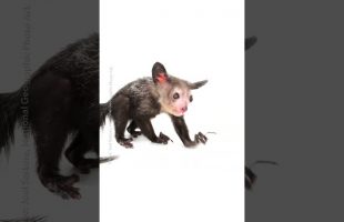 Keep an eye out for an Aye-Aye!