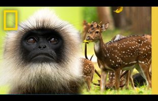 Friends with Benefits in the Wild (Documentary Short): How Two Animals Survive Together | Nat Geo