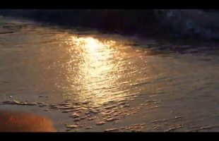 Alan Watts – We As Organism